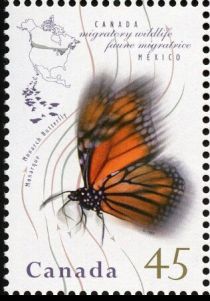 Monarch Butterfly (Danaus plexippus)