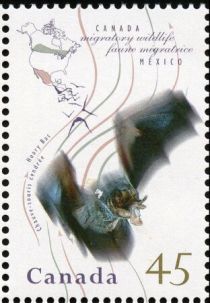 Northern Hoary Bat (Lasiurus cinereus)