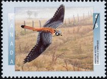 American Kestrel (Falco sparverius)