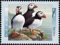 Atlantic Puffin (Fratercula arctica)