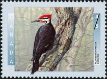 Pileated Woodpecker (Dryocopus pileatus)