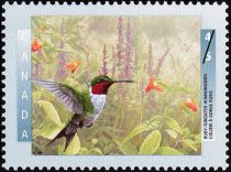 Ruby-throated Hummingbird (Archilochus colubris)