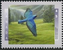 Mountain Bluebird (Sialia currocoides)