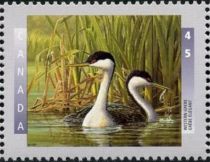 Western Grebe (Aechmophorus occidentalis)