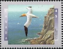 Northern Gannet (Morus bassanus)