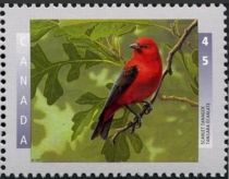 Scarlet Tanager (Piranga olivacea)