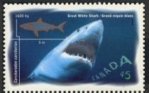 Great White Shark (Carcharodon carcharias)