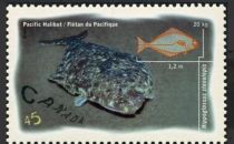 Pacific Halibut (Hippoglossus stenolepis)