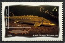 Atlantic Sturgeon (Acipenser oxyrhynchus)