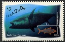 Atlantic Bluefin Tuna (Thunnus thynnus)