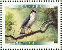 Northern Goshawk (Accipiter gentilis)