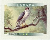 Northern Goshawk (Accipiter gentilis)