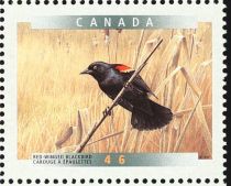 Red-winged Blackbird (Agelaius phoeniceus)