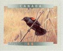 Red-winged Blackbird (Agelaius phoeniceus)