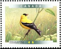 American Goldfinch (Spinus tristis)