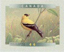 American Goldfinch (Spinus tristis)