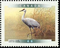 Sandhill Crane (Antigone canadensis)