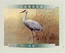 Sandhill Crane (Grus canadensis)