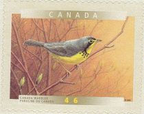 Canada Warbler (Cardellina canadensis)