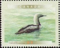 Pacific Loon (Gavia pacifica)