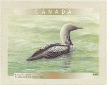 Pacific Loon (Gavia pacifica)