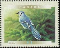 Blue Jay (Cyanocitta cristata)