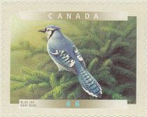 Blue Jay (Cyanocitta cristata)