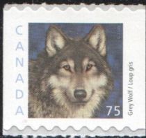 Wolf (Canis lupus)