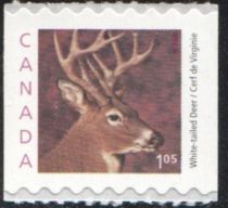 White-tailed Deer (Odocoileus virginianus) - coil stamp