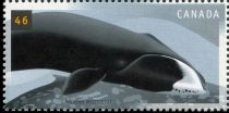 Bowhead Whale (Balaena mysticetus)