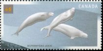 Beluga (Delphinapterus leucas)