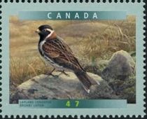 Lapland Longspur (Calcarius lapponicus)