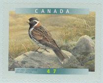 Lapland Longspur (Calcarius lapponicus)