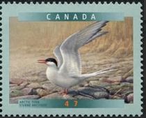 Arctic Tern (Sterna paradisaea)