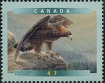 Golden Eagle (Aquila chrysaetos)