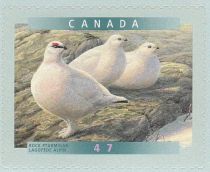 Rock Ptarmigan (Lagopus mutus)