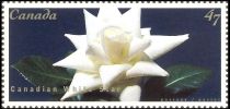 Canadian White Star