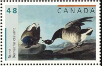 Brant (Branta bernicla)