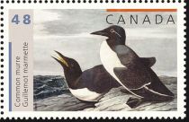 Common Murre (Uria aalge)