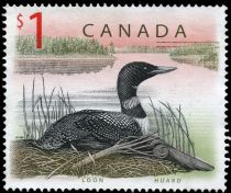 Common Loon (Gavia immer)