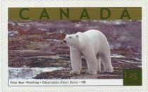 Polar Bear (Ursus maritimus) observation, Churchill