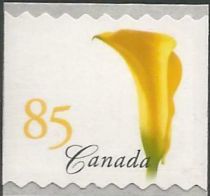 Yellow Calla Lily (Zantedeschia elliottiana)