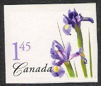 Purple Dutch Iris (Iris hollandica)