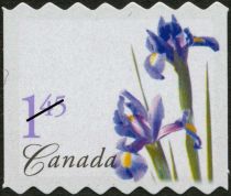 Purple Dutch Iris (Iris hollandica)