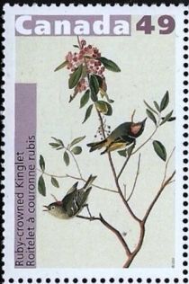 Ruby-crowned Kinglet (Regulus calendula)