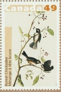 Boreal Chickadee (Parus hudsonicus)