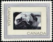 Pug (Canis lupus familiaris)