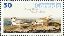 Piping Plover (Charadrius melodus)