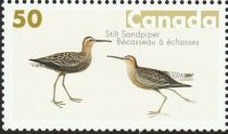 Stilt Sandpiper (Calidris himantopus)