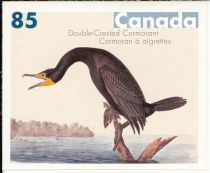 Double-crested Cormorant (Nannopterum auritum)